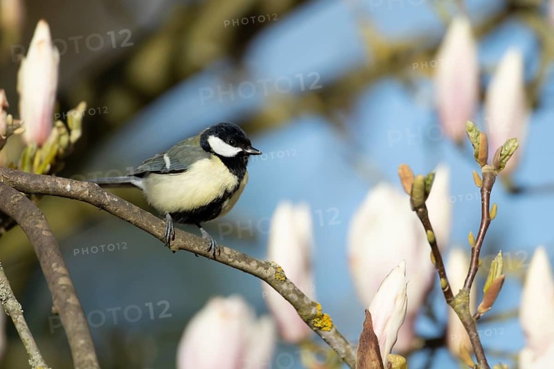 Great tit (Parus major) adult bird on a garden Magnolia tree branch with spring blossom, England, United Kingdom