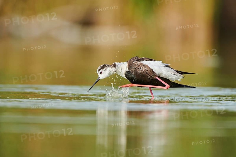 Black-winged stilt (Himantopus himantopus) standing in the water cleaning ists feathers, Camargue, France