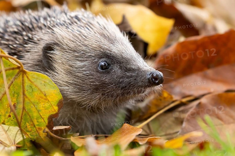 European hedgehog (Erinaceus europaeus) adult animal amongst fallen autumn leaves, England, United Kingdom