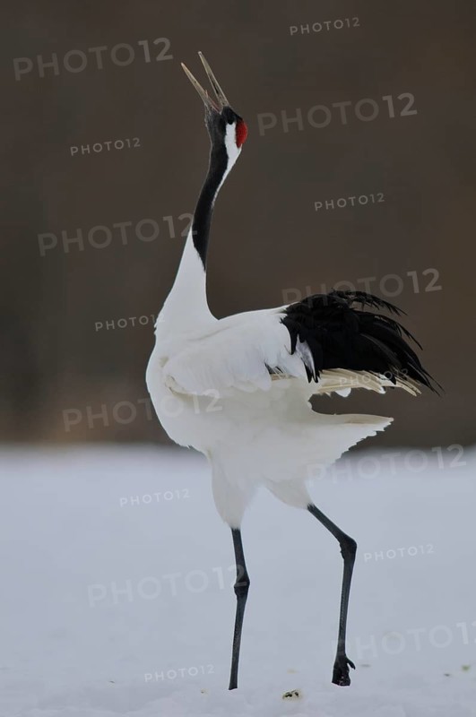 Red-crowned Crane (Grus japonensis) calling, Hokkaido, Japan