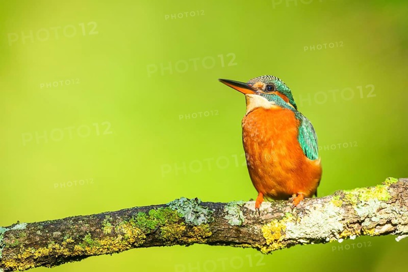 Common kingfisher (Alcedo atthis) sitting on a branch with autumncolours, wildife, Catalonia, Spain