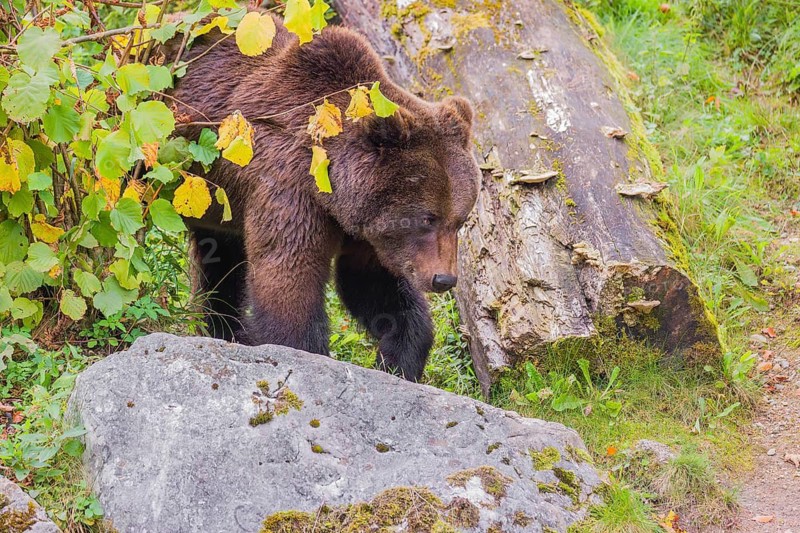 A young male brown bear (Ursus arctos arctos) walks down a hill between rocks and rotten logs
