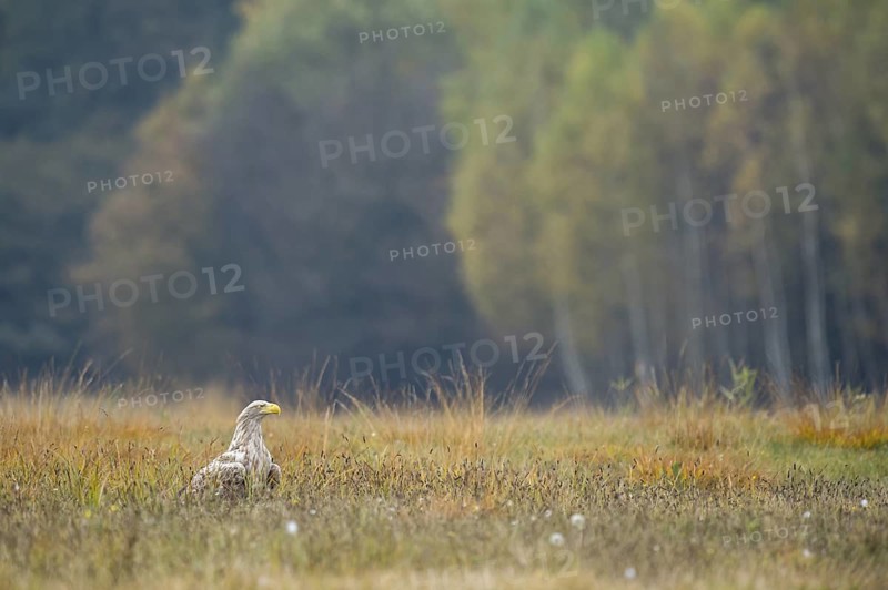 White-tailed Eagle (Haliaeetus albicilla), Kutno, Poland