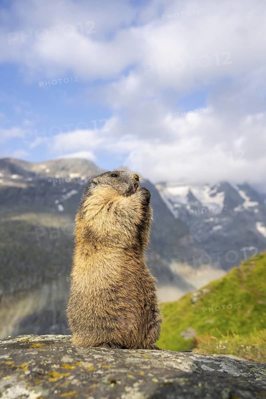 Alpine marmot (Marmota marmota) in autumn, Grossglockner, High Tauern National Park, Austria