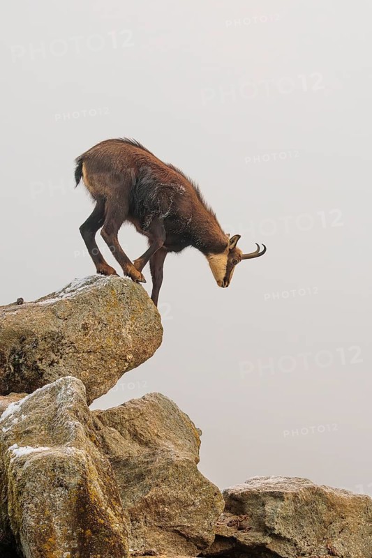 An adult male chamois (Rupicapra rupicapra) jumps down from a rock in dense fog at sunrise, illuminated by a weak, solitary ray of sunlight