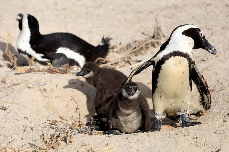 African penguin (Spheniscus demersus), adult, two chicks, nest, beach, Boulders Beach, Simonstown, Western Cape, South Africa, Africa, Germany
