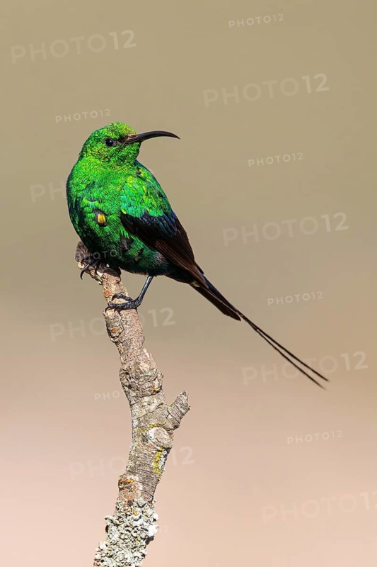 Malachite Sunbird, (Nectarinia famosa), Sunbird, Africa, South Africa, Roads from Malgas to Bredasdorp, Malgas, Western Cape, South Africa
