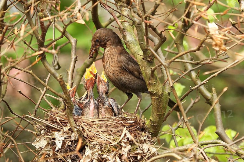 Common Blackbird (Turdus merula) female feed chicks, Lower Saxony, Germany
