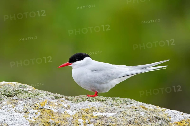 Antarctic Tern (Sterna vittata bethunei), Nord East Island, New Zealand