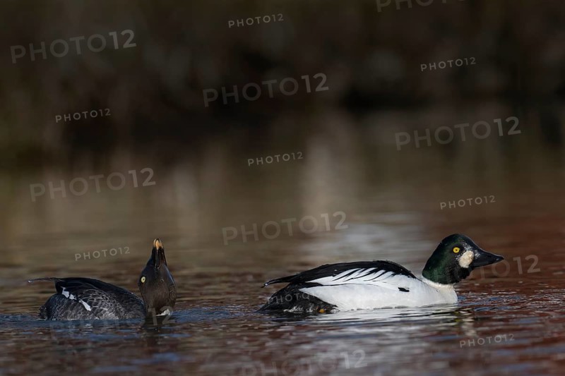 Common goldeneye (Bucephala clangula), Sweden