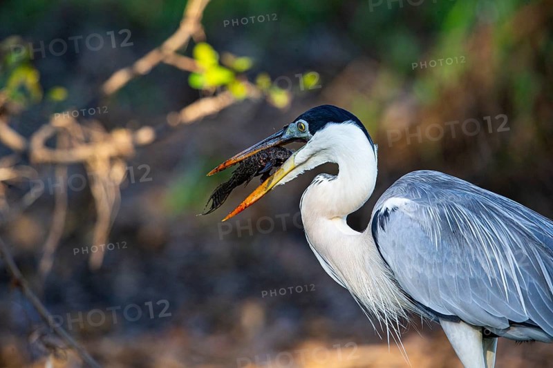 Cocoi Heron (Ardea cocoi) Pantanal Brazil
