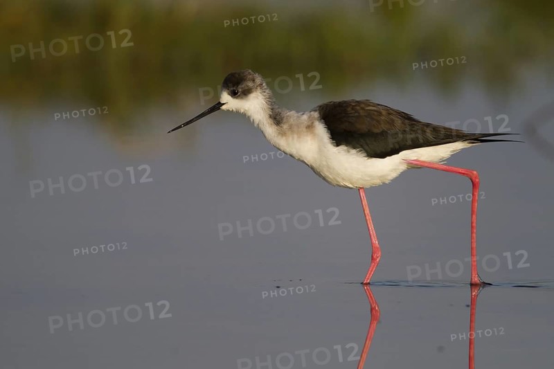 Black-winged Stilt (Himantopus himantopus), Cyprus