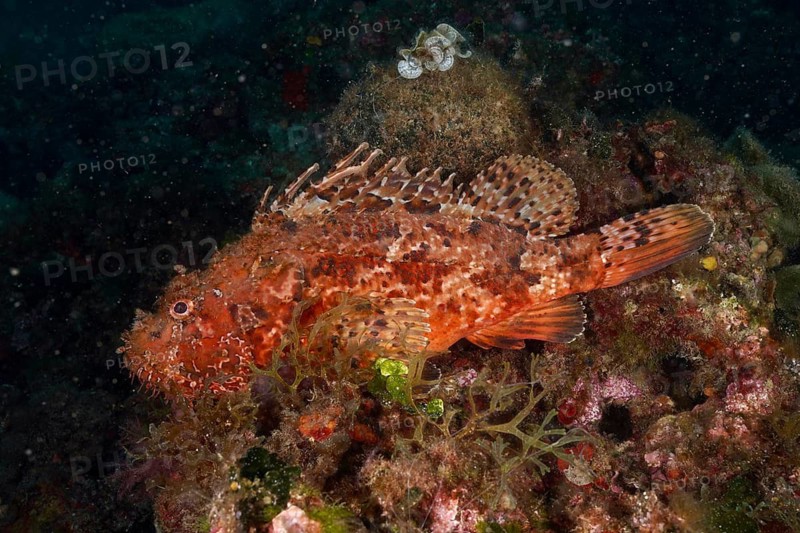 Laterally visible red scorpionfish (Scorpaena scrofa) on the reef, dive site Marine Protected Area Cap de Creus, Rosas, Costa Brava, Spain, Mediterranean Sea