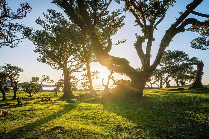 Centuries-old til trees in fantastic magical idyllic Fanal Laurisilva forest on sunset. Madeira island, Portugal