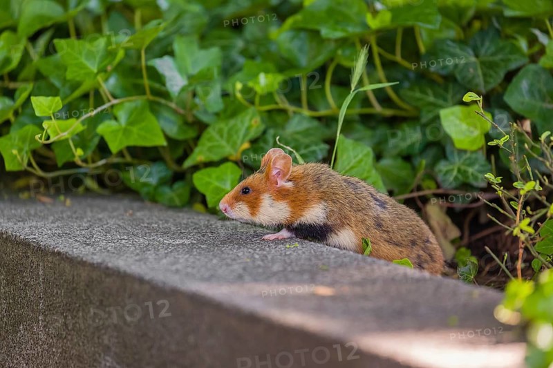 A European hamster (Cricetus cricetus), Eurasian hamster, black-bellied hamster or common hamster, sits on an old grave