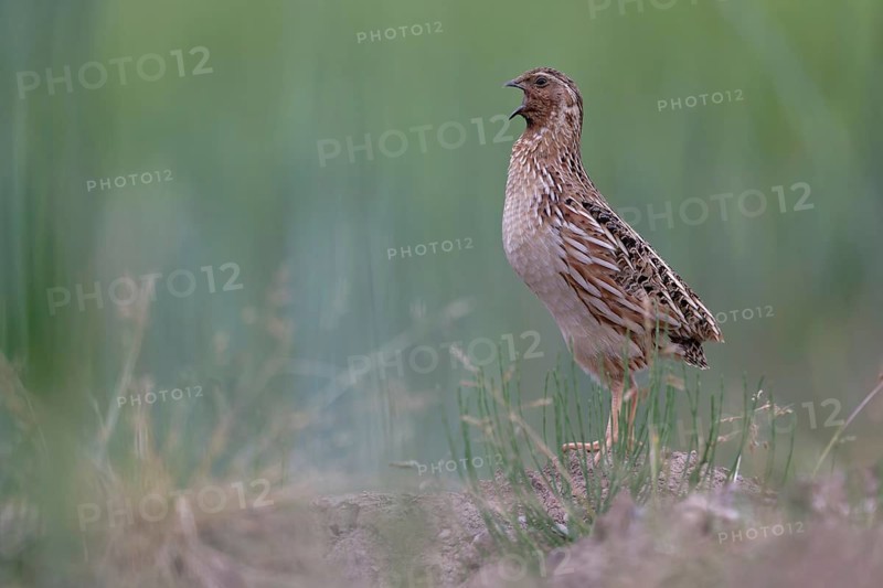 Common Quail (Coturnix coturnix) calling, Saxony, Germany