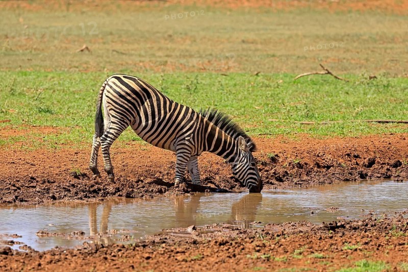 Burchell's zebra (Equus quagga burchelli), Burchell's zebra, adult, at the water, drinking, Mokala National Park, Northern Cape, South Africa