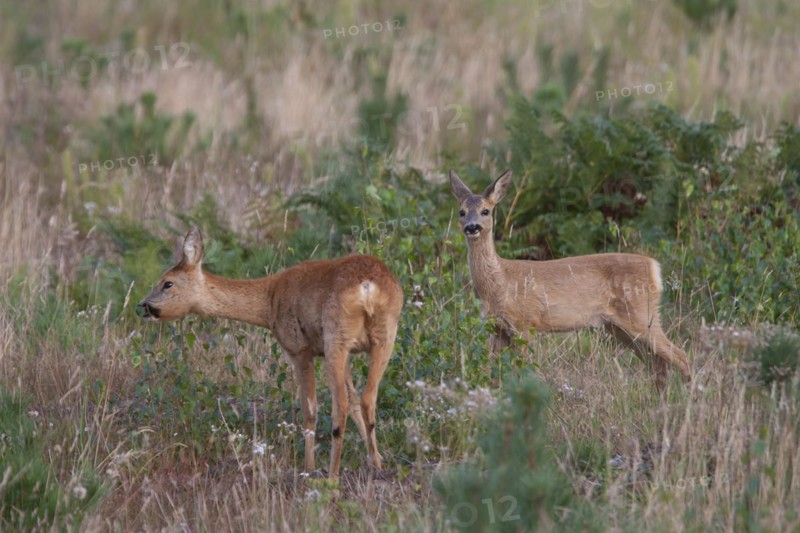 Roe deer (Capreolus capreolus) adult female doe and juvenile fawn in a woodland clearing, Suffolk, England, United Kingdom