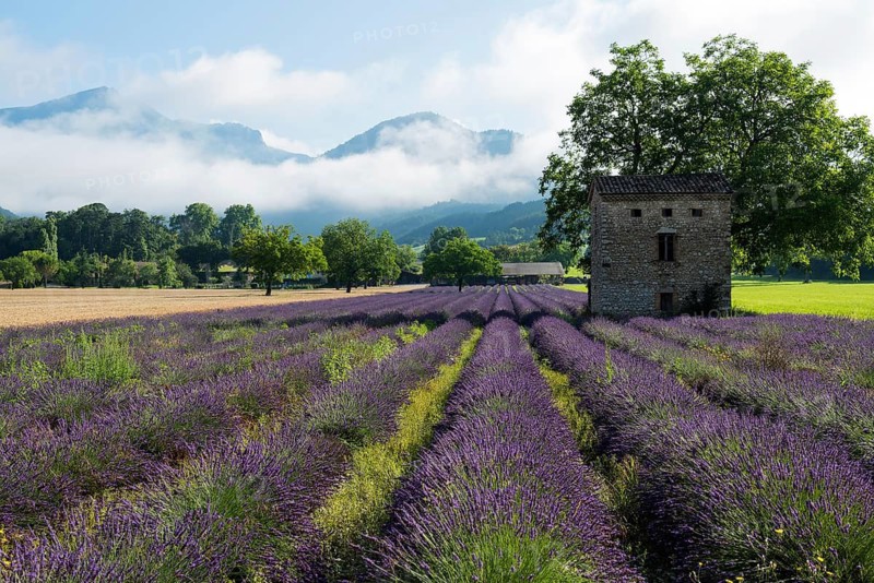 Lavender, lavender blossom, lavender fields, Provence, France, southern France, lavender harvest, Europe, southern Europe