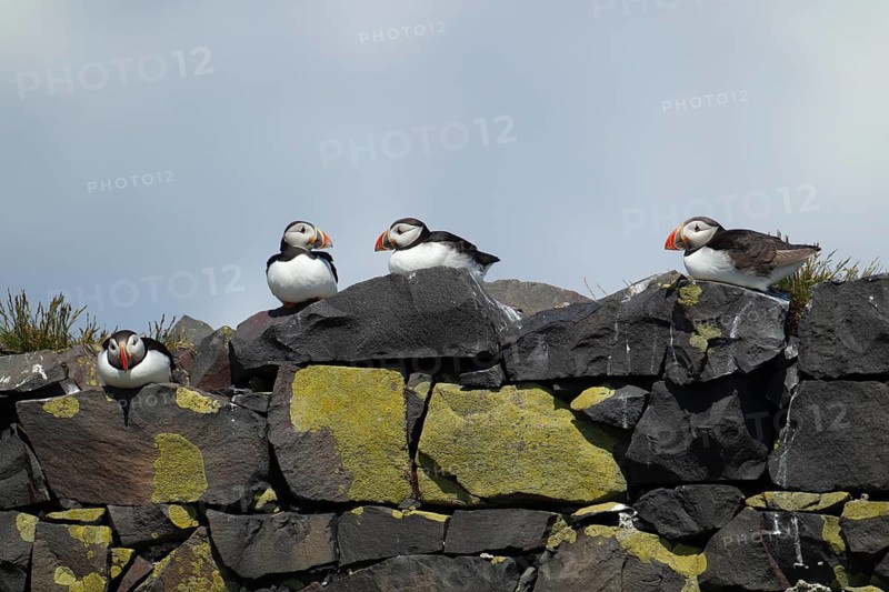 Atlantic puffin (Fratercula arctica) four adult birds on coastal sea rocks England, United Kingdom