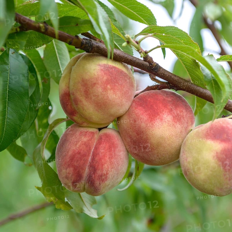 Grafting rootstock (Prunus persica 'Kernechter vom Vorgebirge'),  Germany