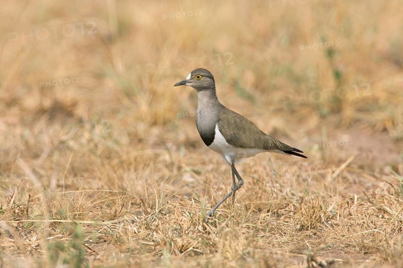 Senegal Lapwing (Vanellus lugubris) on field, Uganda