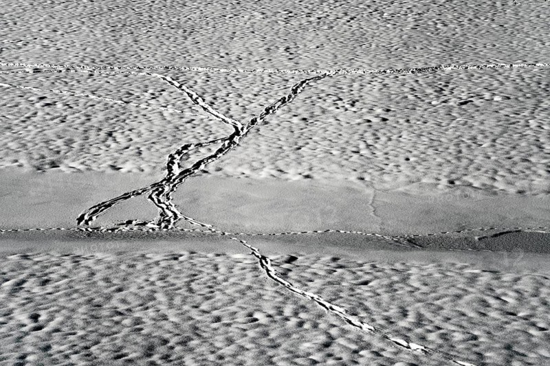 Animal traces in the snow
