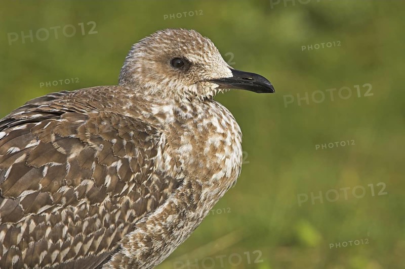 Lesser Black-backed Gull (Larus fuscus), Germany