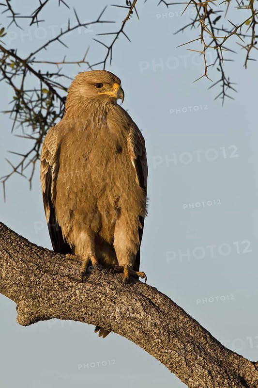 Tawny Eagle (Aquila rapax), Masai Mara, Kenya