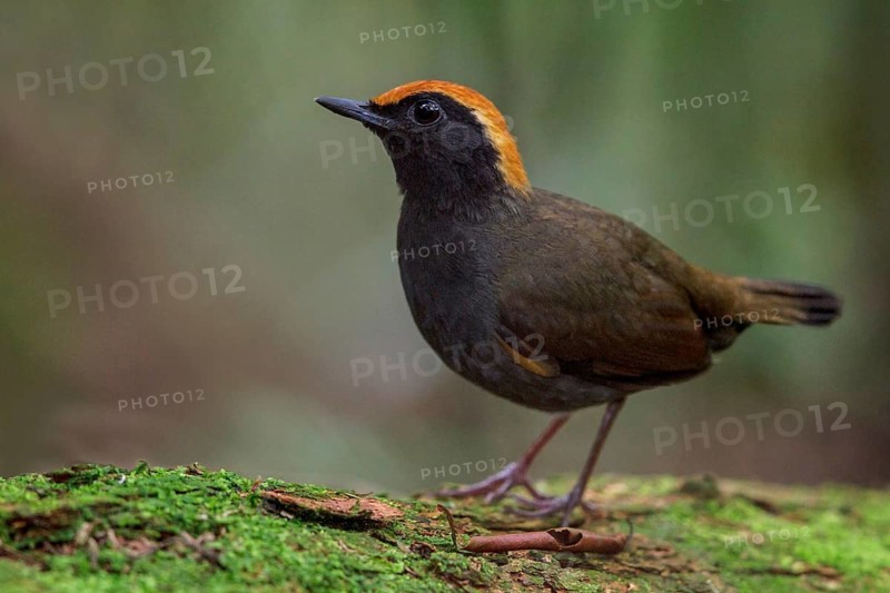 Rufous-capped Antthrush (Formicarius colma) perched on a branch in the Atlantic rainforest of southeast Brazil