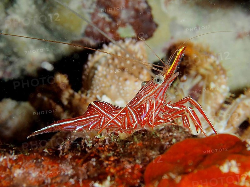 Camel shrimp (Rhynchocinetes durbanensis)