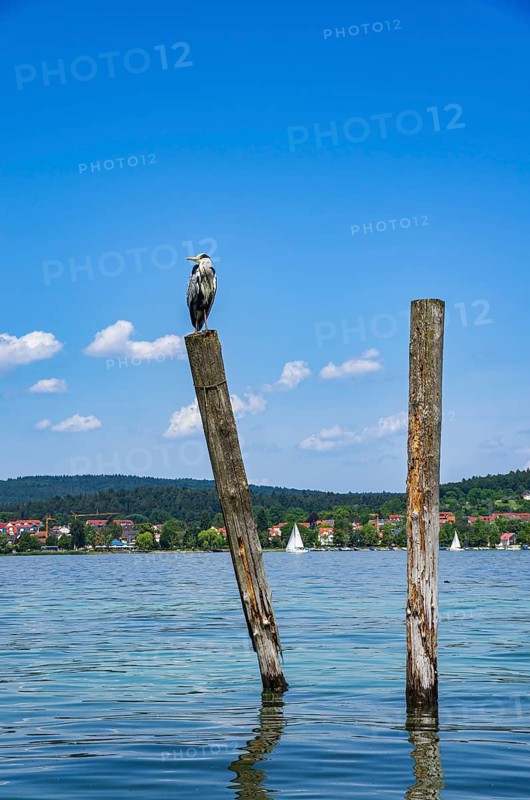 A grey heron sits on a wooden post on the edge of Lake Constance on the island of Reichenau, Baden-Württemberg, Germany