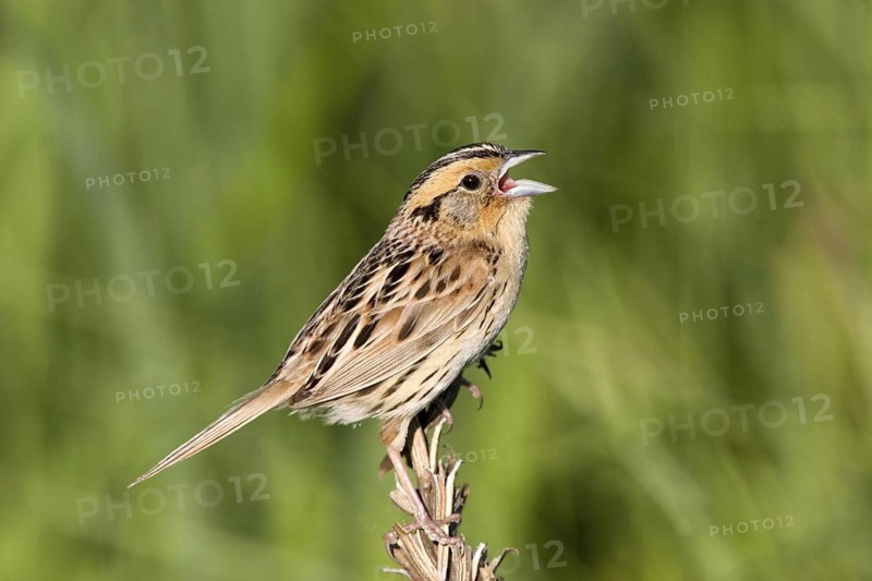 Le Conte's Sparrow Ammodramus leconteii Tamarack, Aitkin County, Minnesota, United States 20 June Adult Emberizidae