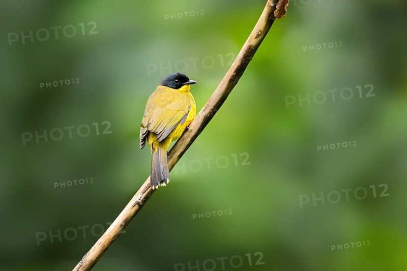 Black-capped Bulbul (Pycnonotus melanicterus) perched on a branch, Sinharaja National Park, Sri Lanka