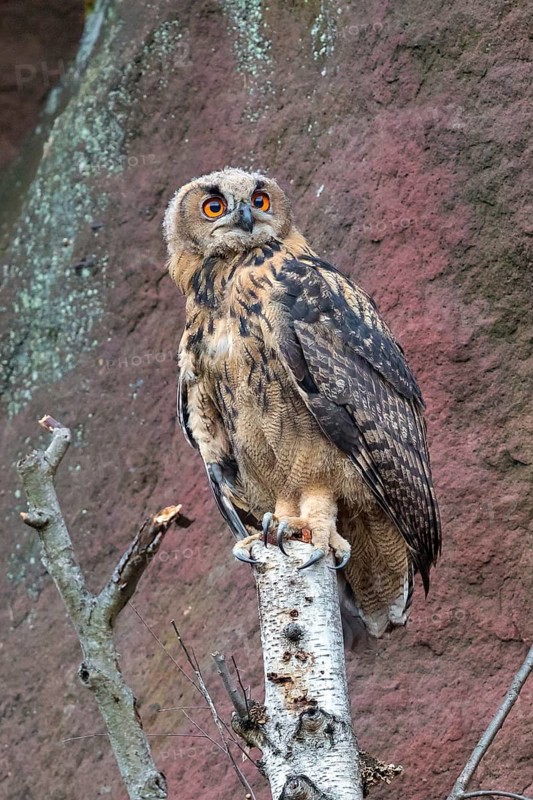 Eurasian Eagle-owl, (Bubo bubo), sitting on a birch trunk, animals, birds, owl, owls, Kaiserslautern, Rhineland-Palatinate, Germany