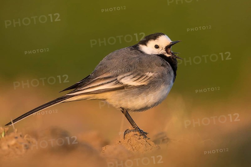 White Wagtail (Motacilla alba) calling, Baden-Wuerttemberg, Germany
