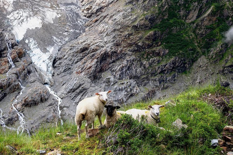 Three sheep (Ovis gmelini aries) on a steep mountain meadow, cloudy mountain landscape, Bernese Alps, Bernese Oberland, Switzerland