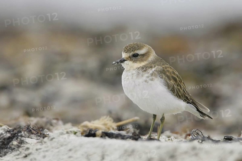 Double-banded Plover (Charadrius bicinctus), South Australia, Australia