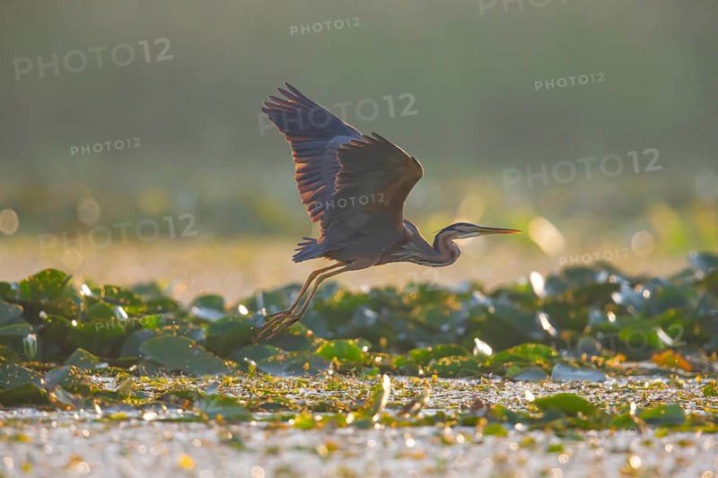 Purple heron (Ardea purpurea), the bird searches for prey in shallow water in the early morning and flies off, Hungary