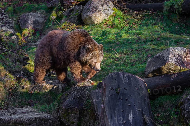 An adult female brown bear (Ursus arctos arctos) walks through hilly terrain with trees and rocks
