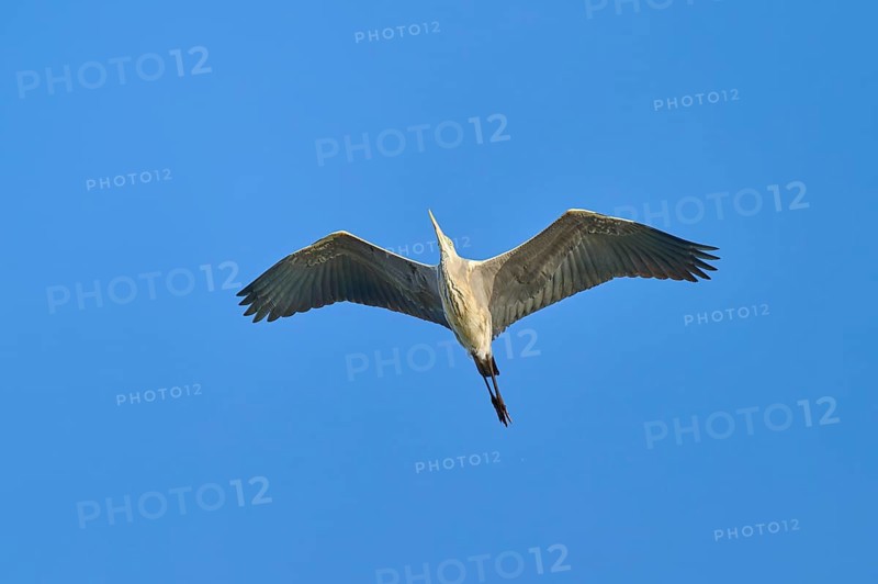 A majestic bird in full wingspan in the clear blue sky, grey heron (Ardea cinerea), spring, bird island, Altmühlsee, Muhr am See, Gunzenhausen, Franconian Lake District, Bavaria, Germany