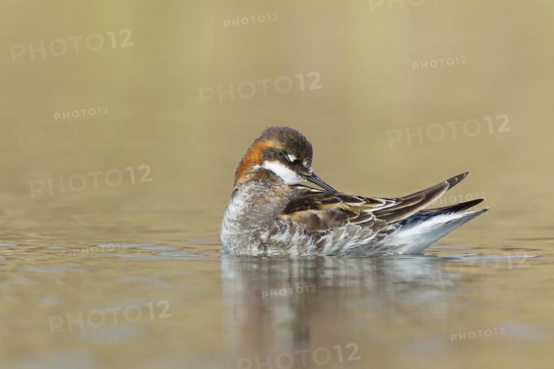 Red-necked Phalarope (Phalaropus lobatus) male, Myvatn, Iceland