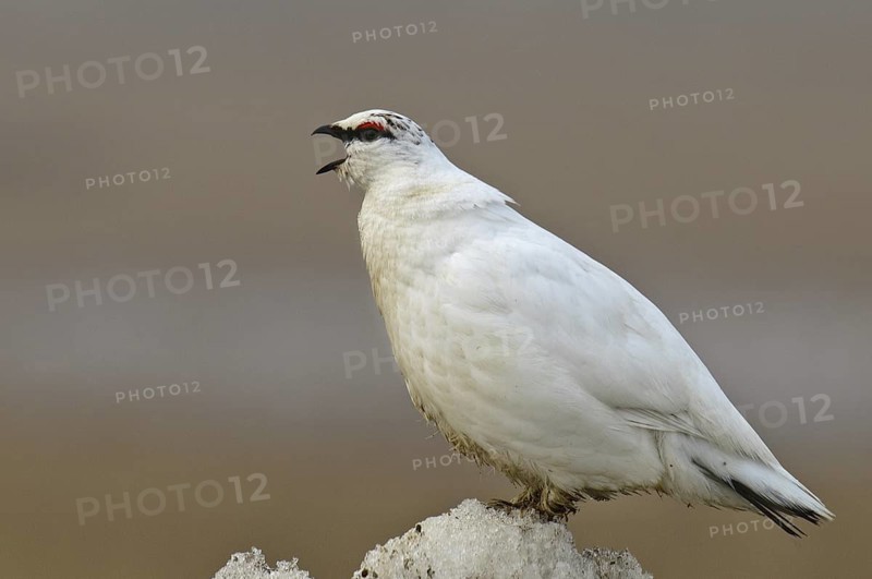 Rock Ptarmigan (Lagopus muta) male, Alaska, USA