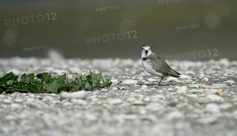 Wrybill (Anarhynchus frontalis), North Island, New, Zealand