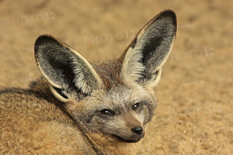 Portrait of the bat-eared fox (Otocyon megalotis), captive