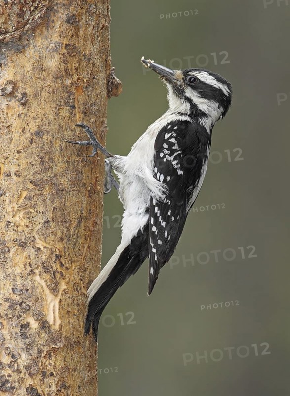 Hairy Woodpecker (Leuconotopicus villosus) female, British Columbia, Canada