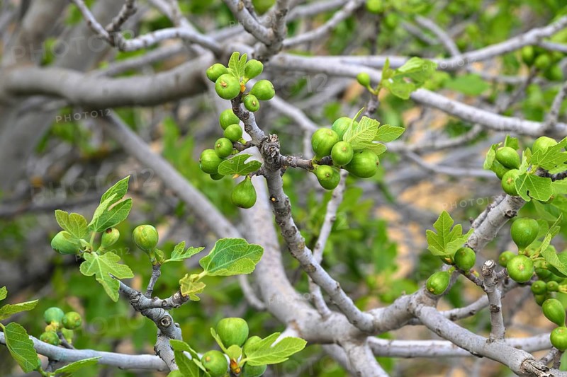 Fig tree with unripe fruit, Ronda, Malaga, Spain