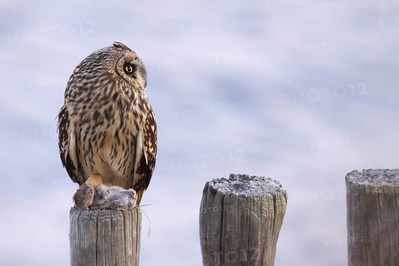 Short-eared Owl (Asio flammeus), Utrecht, Netherlands