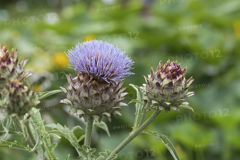 Artichoke (Cynara cardunculus ssp. scolymus), allotment garden, Germany