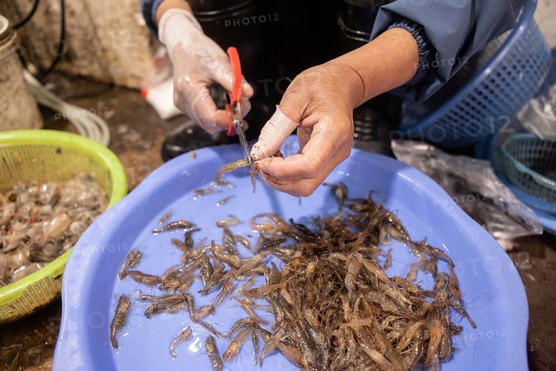 A person carefully trims shrimp in a seafood vietnamese eco market, demonstrating skilled seafood preparation. The scene captures the essence of traditional market practices